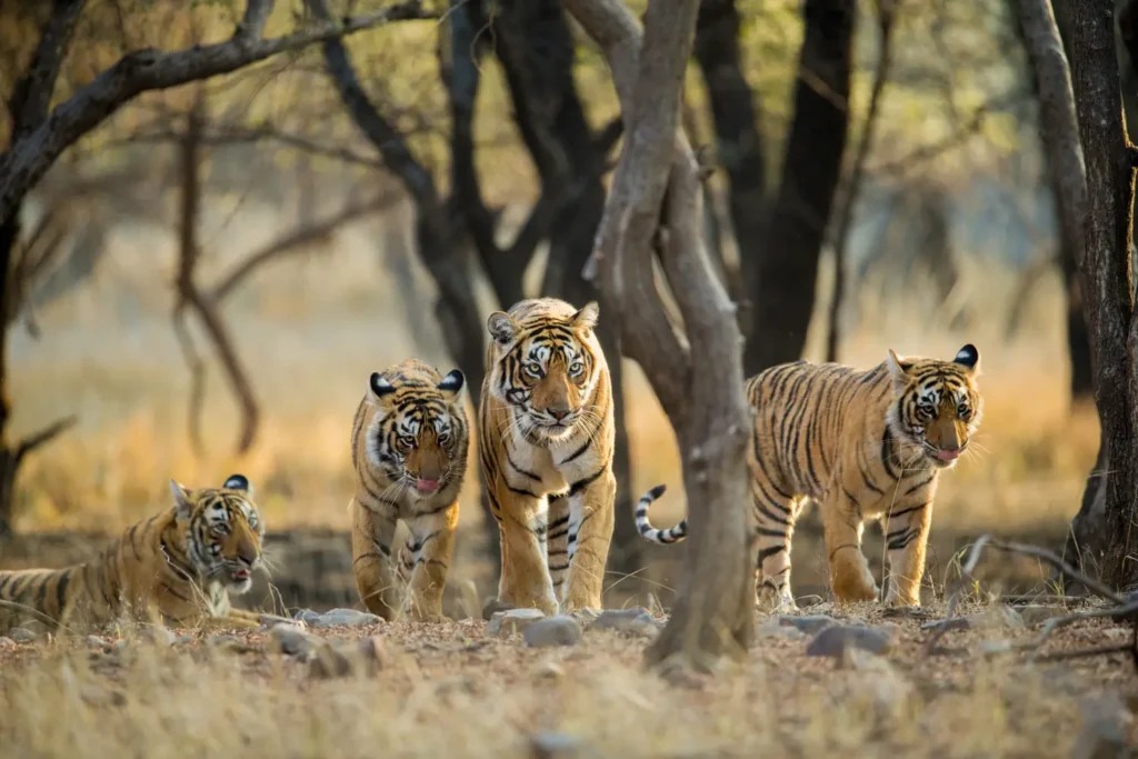 Tiger Safari Rajasthan